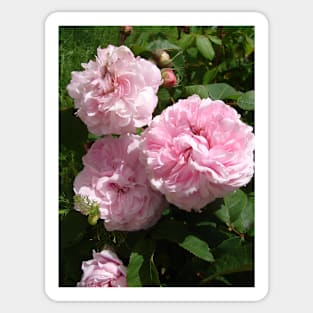 Rose Flower Blush Pink Sticker